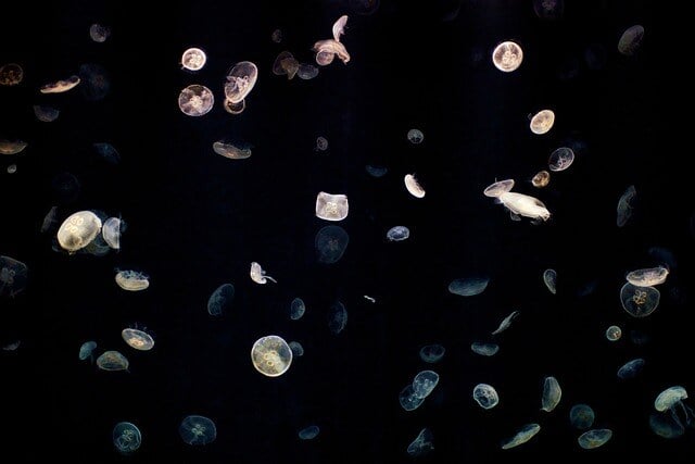 marine biology career paths